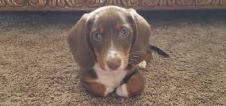 Why buy a dachshund puppy for sale if you can adopt and save a life? Newbern S Nuggets Dachshund Breeder In Brunswick Ga Bringing Joy To Your Family From Ours
