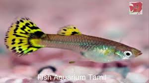 Guppy Fish Information In Tamil Fish Aquarium Tamil Youtube