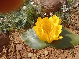 Image result for Daubenya