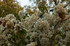 Image result for Dombeya shupangae