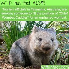 Job Openings In Australia Wtf Fun Facts Cute Wombat Animal Facts Wombat