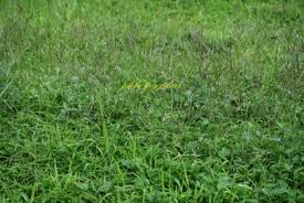 Image result for Digitaria gymnostachys