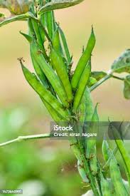 Image result for Cyamopsis