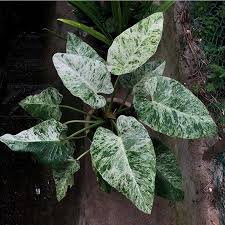 Variegated Philodendron Giganteum From The Collection Of Araceae It S Got Variegation Strikingly Similar To Mar In 2020 Marble Queen Pothos Plant Leaves Giganteum