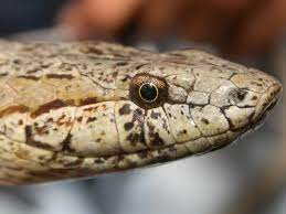 The Antiguan Racer Alsophis Antiguae Is The Most Endangered Snake In The World The Species Is Listed As Critically Endangered On The Iucn Red List There Are