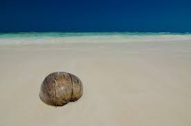 Resultado de imagen de coco playa isla