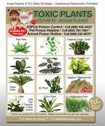 Toxic Plants Poison For Pets Dogs Cats Emergency Ice Home Alone Refrigerator Fridge Magnet Toxic Plants For Cats Cat Plants Inside Plants