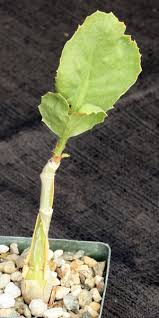 Image result for Cyphostemma schlechteri