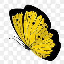 Flying Yellow Butterfly Illustration Butterfly Clipart Yellow Butterfly Png Transparent Clipart Image And Psd File For Free Download Butterfly Illustration Butterfly Clip Art Yellow Butterfly