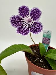 Image result for Streptocarpus goetzei