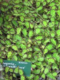 Begonias Bali Begonia Easy To Grow Houseplants Garden Kits