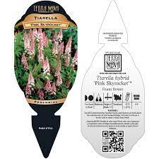 The 8 tall x 1' wide clump of strongly dissected, shiny green foliage, highlighted with a central black blotch. Tiarella Pink Skyrocket Terra Nova Nurseries Inc