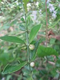 Image result for Salvadoraceae