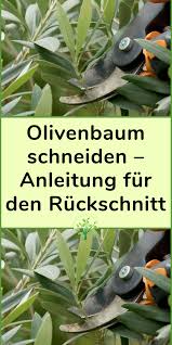 Der olivenbaum, ölbaum (olea europaea) kann sehr alt werden, meist mehrere hundert jahre, das alter der ältesten bekannten exemplare schätzt man sogar auf mehrere tausend jahre. Pin Von Firstlady Auf Olivenbaum Schneiden In 2021 Olivenbaum Schneiden Olivenbaum Baum