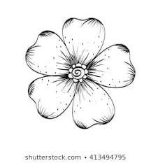 Anemone Clipart Black And White Similar Images Stock Photos Vectors Of Drawing Anemone Flowers Illustration Vector Clipart 619695716 Shutterstock Hinh