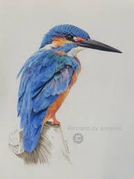 Colour Pencil Drawing Kingfisher Art Bird Art Bird Pencil Drawing