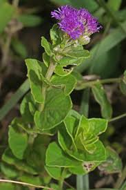 Image result for Vernonia oligocephala