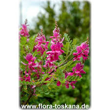 Image result for Indigofera mendonçae