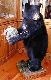 Award Winning Black Bear Shoulder Mount Black And Brown Bear Head Mounts For Sale Bills Bear Rugs And Taxidermy Taxidermy Bear Mounts Taxidermy Mounts