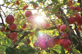 How To Spray Apple Trees For Insects Naturally