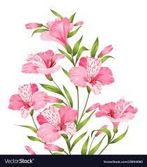 Alstromeria Pink Branch Isolated On White Tropical Background Of Beautiful Alstroemeria For You Watercolor Flower Background Lilies Drawing Flower Backgrounds