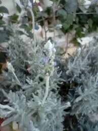 Image result for Lavandula dentata