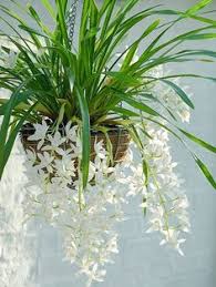 Both are rich in vitamin c. Cascade Cymbidiums