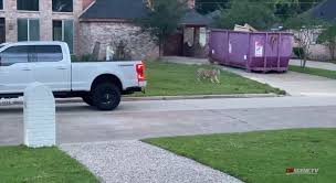 If you want the most accurate answer for how long you should be setting your sprinklers to run, you can follow these steps: Tiger Spotted In Front Yard In West Houston Neighborhood Police Say