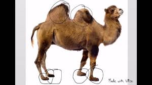 • adaptation • desert adaptations • camel's adaptive characteristics • cactus adaptive. Camel Adaptations Youtube