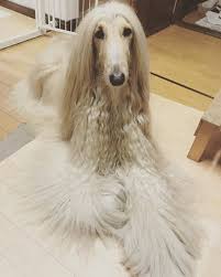 What Does Hypoallergenic Dog Mean Afghanhound Hypoallergenic Dogbreed Hypoallergenic Dog Breed Hypoallergenic Dogs Hypoallergenic Puppies