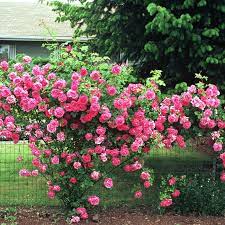 Pruning Roses For Health And Beauty Pruning Roses Types Of Rose Bushes Rosebush