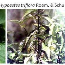 Image result for Hypoestes triflora