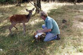 Helping Injured Deer Photograph by Gerard Lacz - Fine Art America