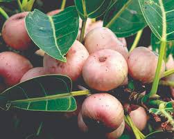 Image result for Ficus virens