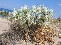 Maybe you would like to learn more about one of these? Gigli Di Mare Piante Giardino Piantine