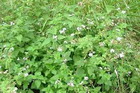 Image result for Ageratinastrum