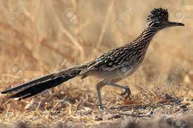 Maybe you would like to learn more about one of these? Roadrunner Bosque Del Apache Wildlife Refuge In New Mexico Stock Photo Picture And Royalty Free Image Image 110772706