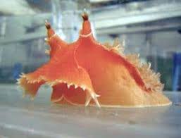 It's free to sign up and bid on jobs. Zoologger Pink Magnet Slug Doesn T Need Ruby Slippers New Scientist