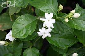 Arabian Jasmine Desert Horizon Nursery Arabian Jasmine Jasmine Plant Jasmine Flower