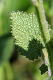 Image result for Crambe hispanica