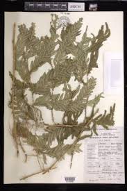 Image result for Selaginella lewalleana