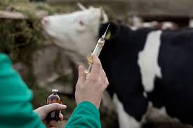 Mark chambers, animal and plant health agency, uk and university of surrey, uk, stephen gordon, university college dublin, . Tb Bovine Tuberculosis Herd Health Breeding Scawfell Genetics
