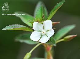 Image result for Sauvagesia