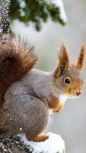 G G G Gœ G G Animals Animals Beautiful Cute Squirrel
