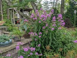 Image result for Phlox paniculata