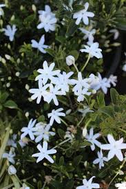 Image result for Jasminum pauciflorum