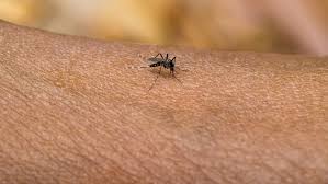 You become infected primarily by breathing air infected with hantaviruses that are shed in rodent urine and droppings. Wenn Tiere Krank Machen Br24