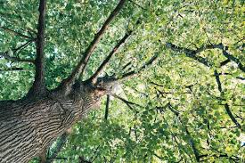 Ein baum steht im garten #frühling #gedicht #kita #kindergarten #krippe #erzieherin. Wie Hoch Darf Ein Baum Im Garten Sein Myhomebook