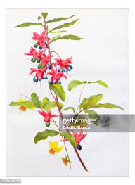 Image result for Ochnaceae