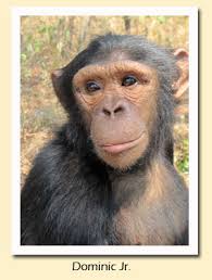 Africa Adventures: Chimfunshi Chimpanzee Orphanage